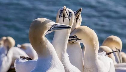 微密圈盘点:维密友电脑版3种类型,网红上榜理由罕见令人揭秘,维密圈是个什么软件