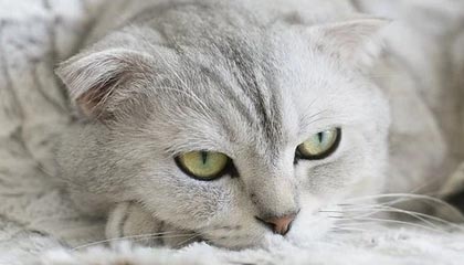 关于51视频网站这事旧闻被重新翻出后，更多线索被挖到